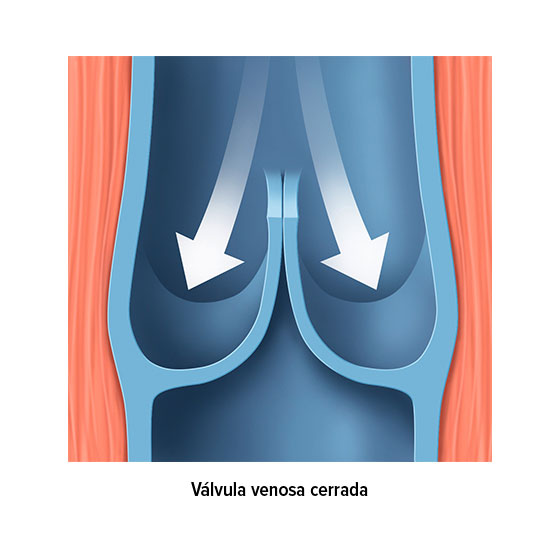 Válvula venosa cerrada Válvula venosa cerrada
