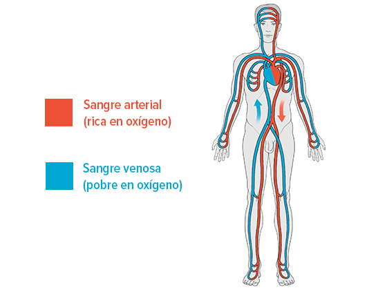 Circulación sanguínea en el cuerpo humano Circulación sanguínea en el cuerpo humano