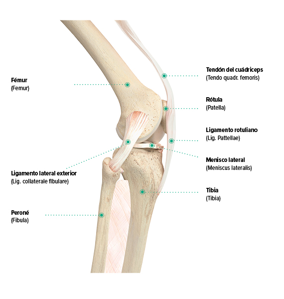 Estructura de la rodilla, vista lateral
