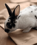 A bunny sits on the Juzo Intenso stockings