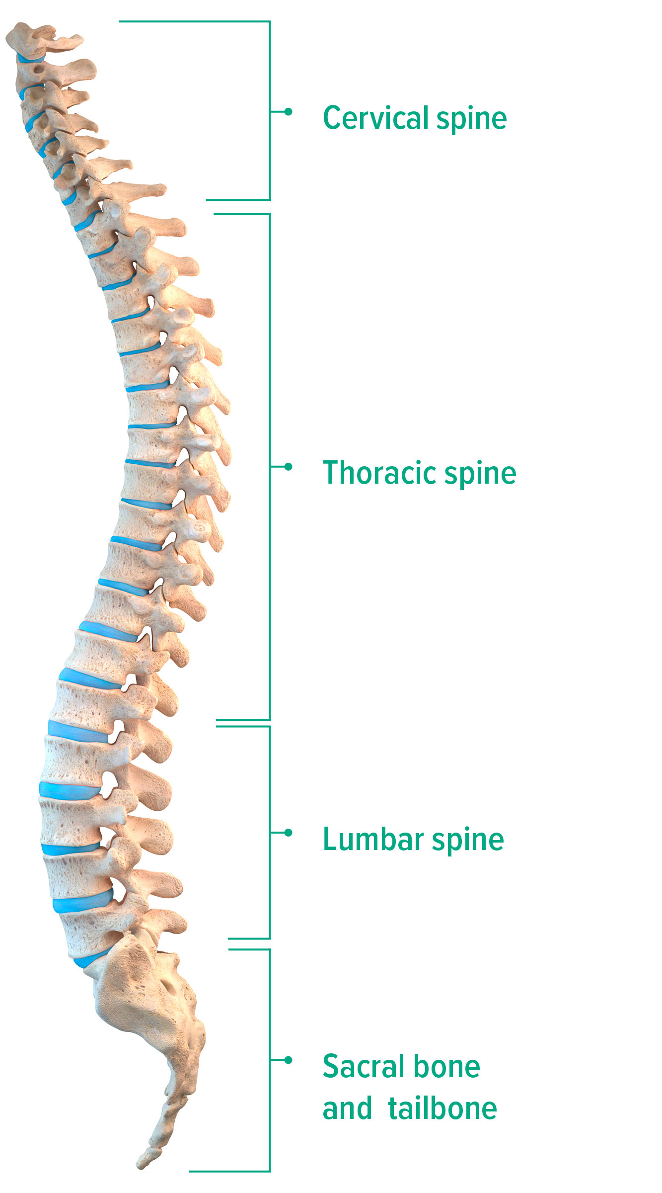 Spine side view Spine side view