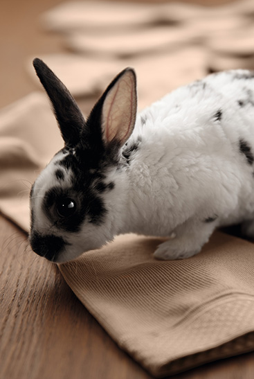 A bunny sits on the Juzo Intenso stockings