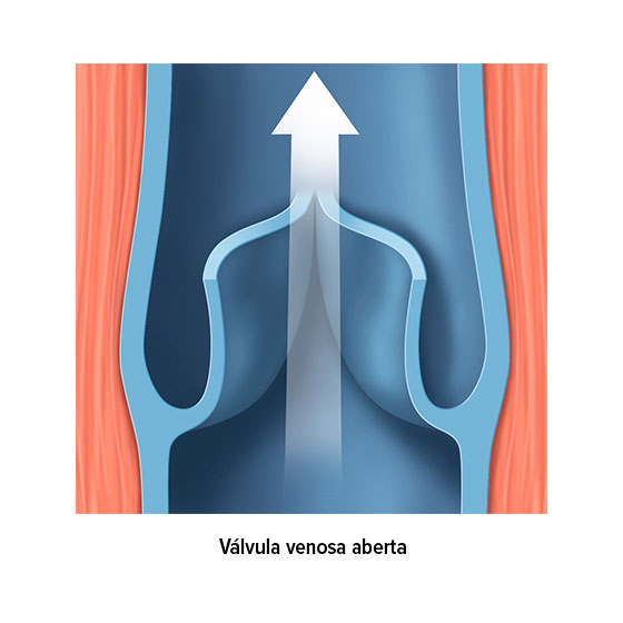 Válvulas venosas abertas Válvulas venosas abertas